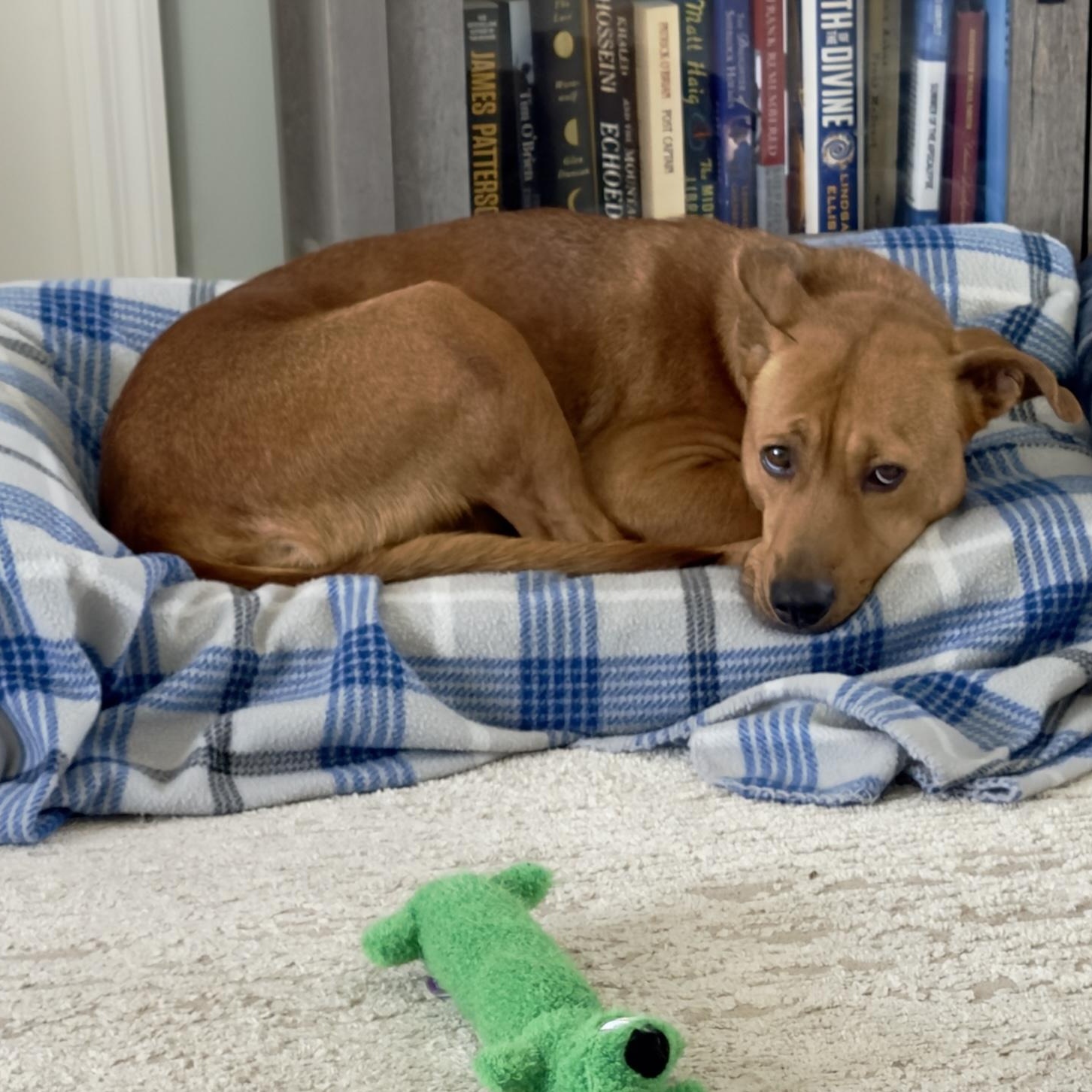 Enlarge Nova , a ADOPTABLE mixed breed in Calabash, NC image 4/4