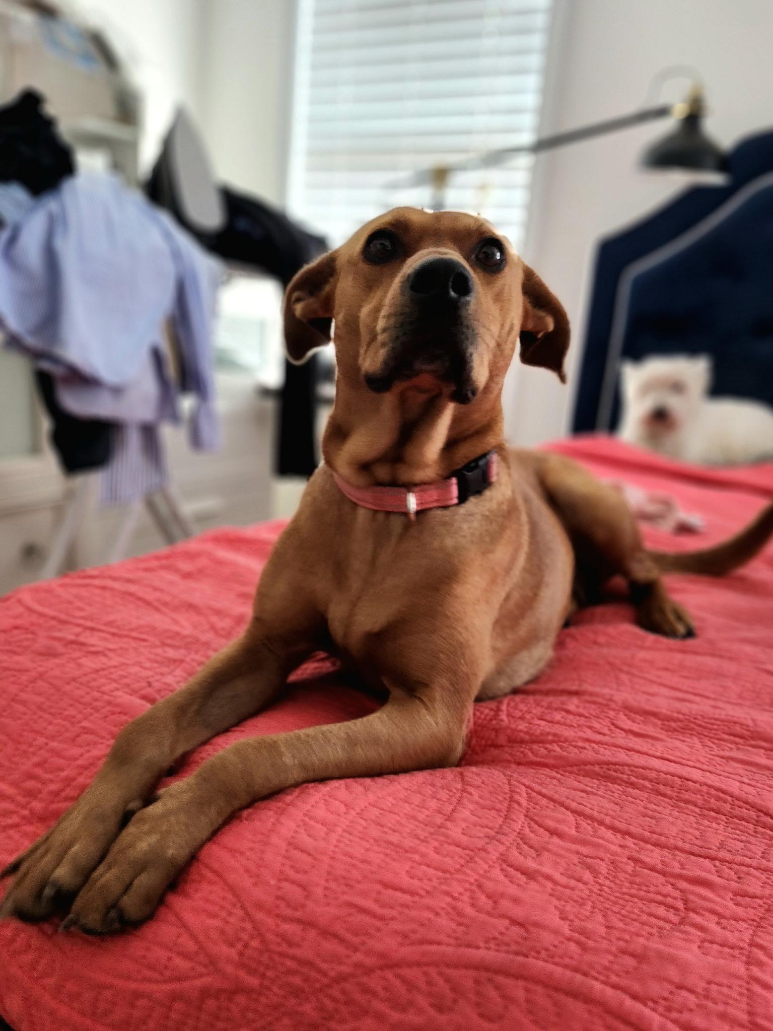 Enlarge Nova , a ADOPTABLE mixed breed in Calabash, NC image 3/6