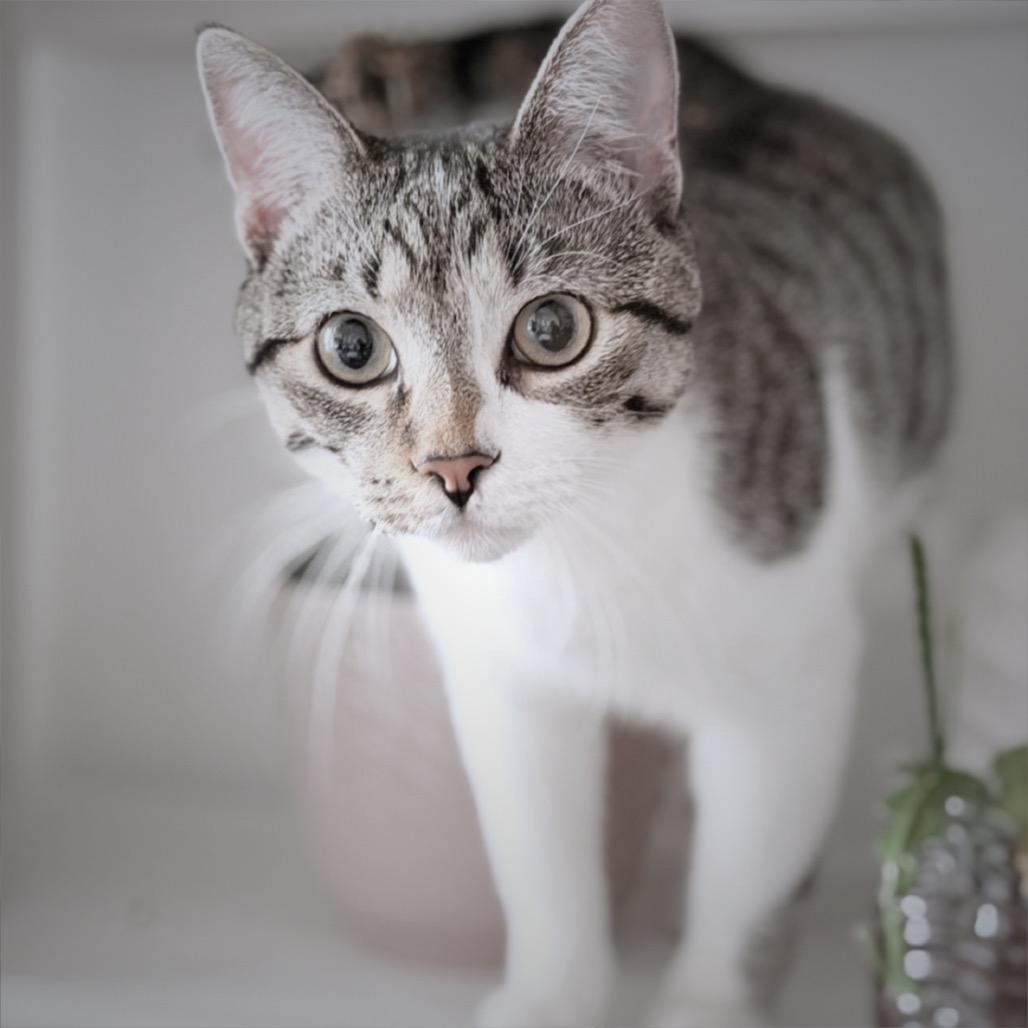 Stormy, Adoptable, Young Male Domestic Short Hair.