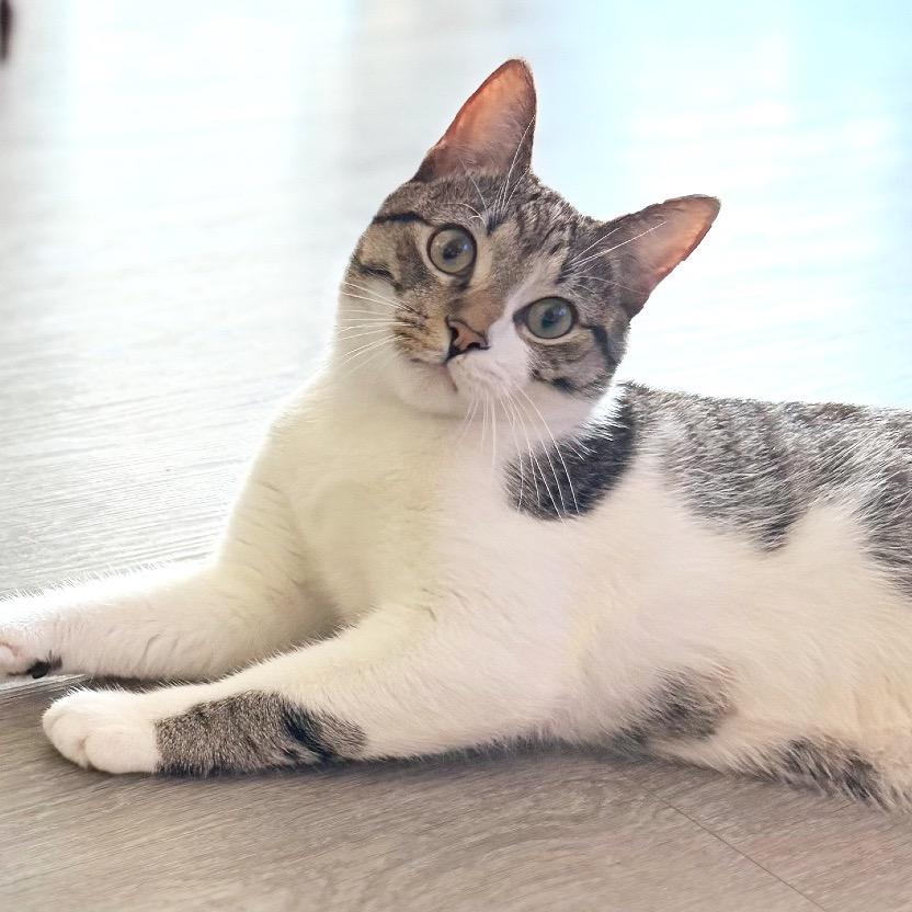 Enlarge Stormy, a Adoptable Domestic Short Hair in Flower Mound, TX image 2/5
