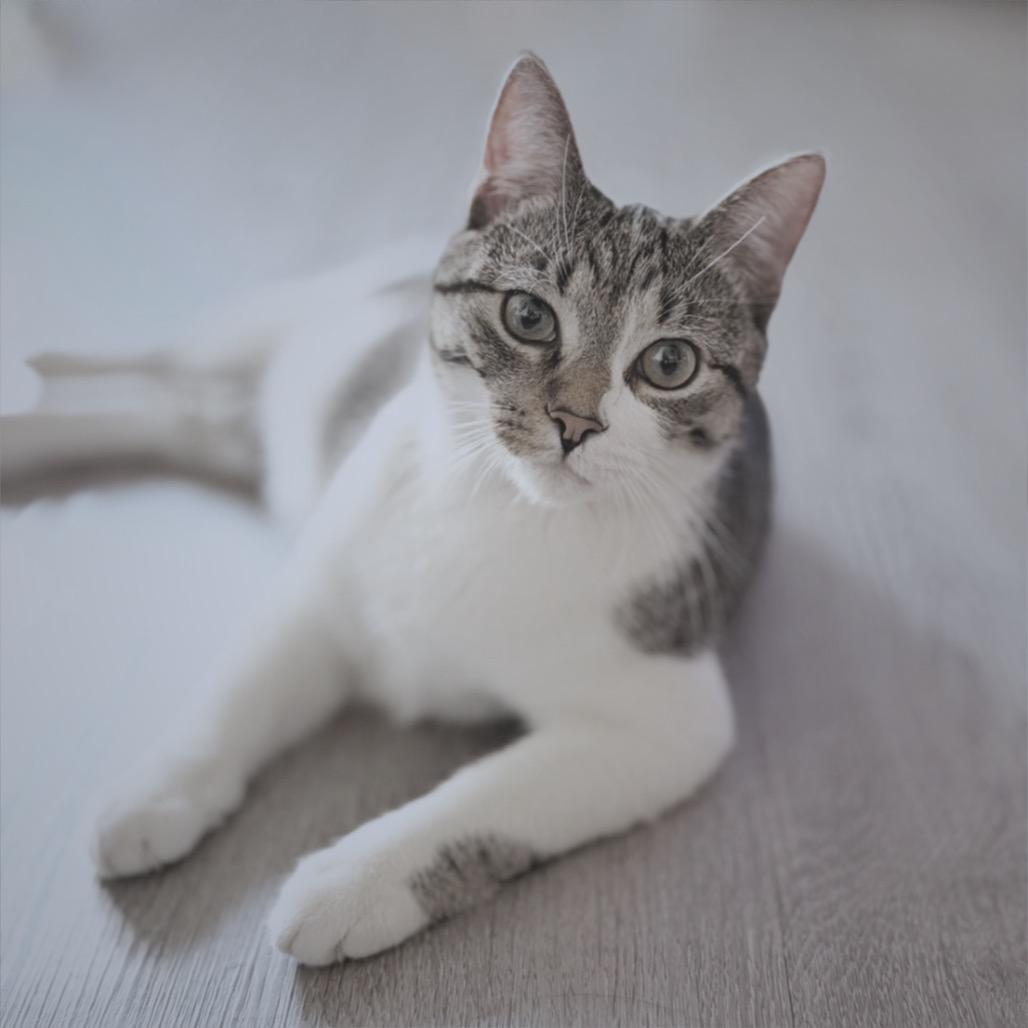 Enlarge Stormy, a Adoptable Domestic Short Hair in Flower Mound, TX image 3/5