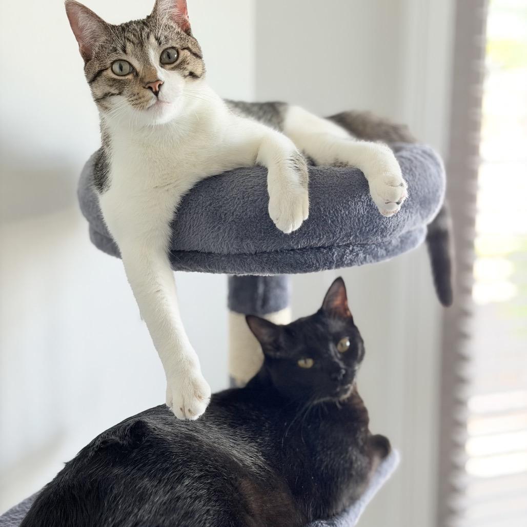 Enlarge Stormy, a Adoptable Domestic Short Hair in Flower Mound, TX image 4/5