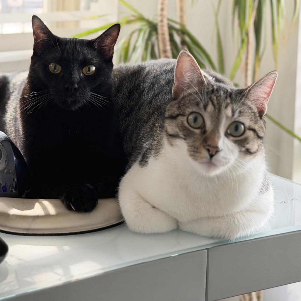 Enlarge Stormy, a Adoptable Domestic Short Hair in Flower Mound, TX image 5/5
