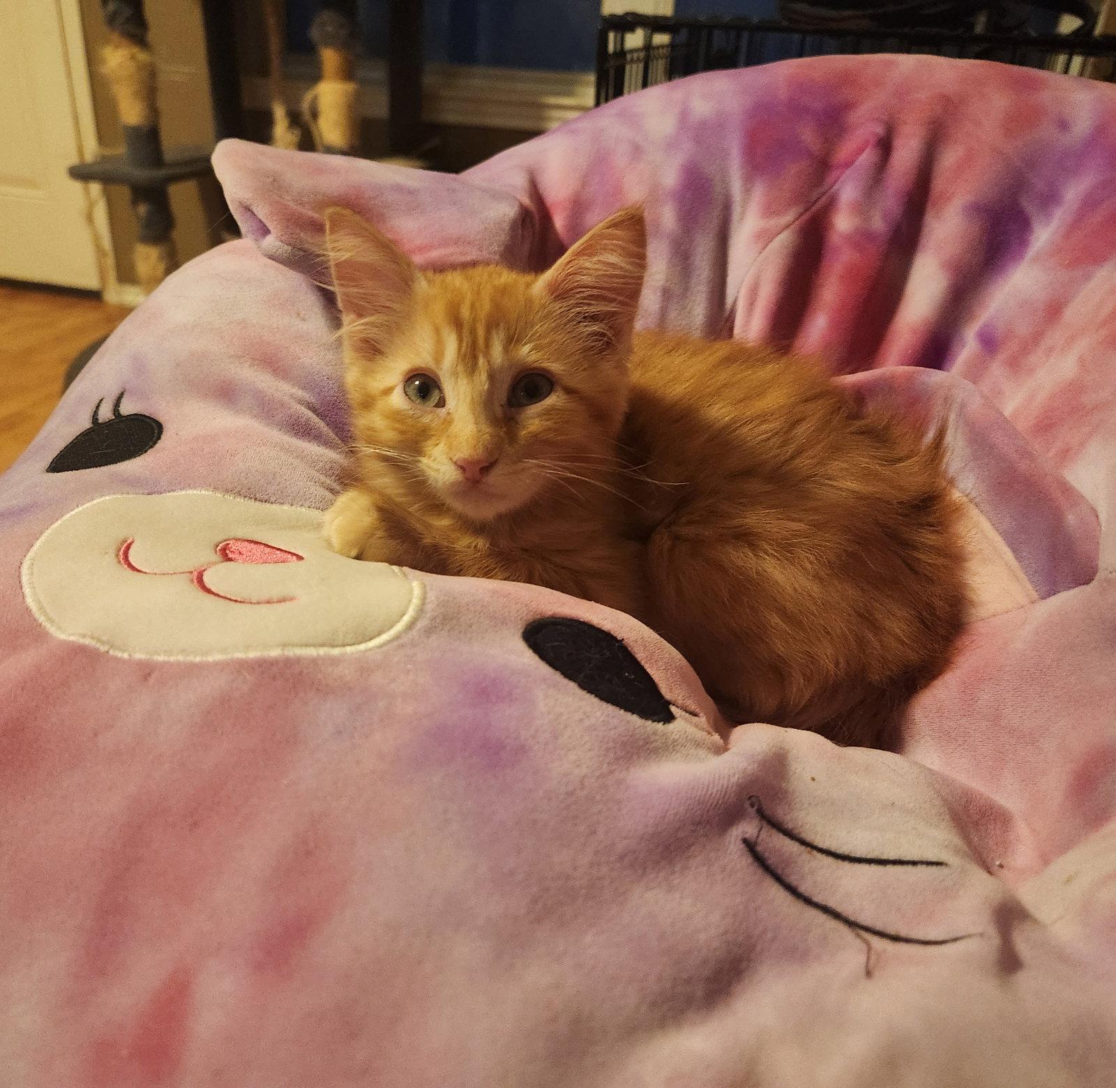 Holly, a Adopted Domestic Long Hair in McKinney, TX image 1/3
