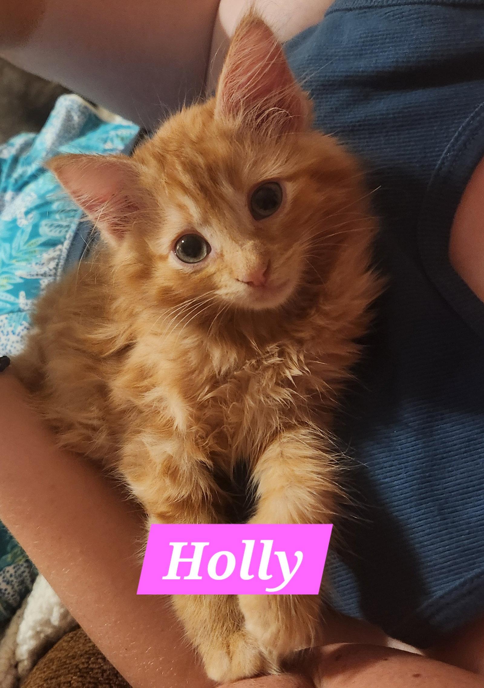 Holly, a Adopted Domestic Long Hair in McKinney, TX image 2/3