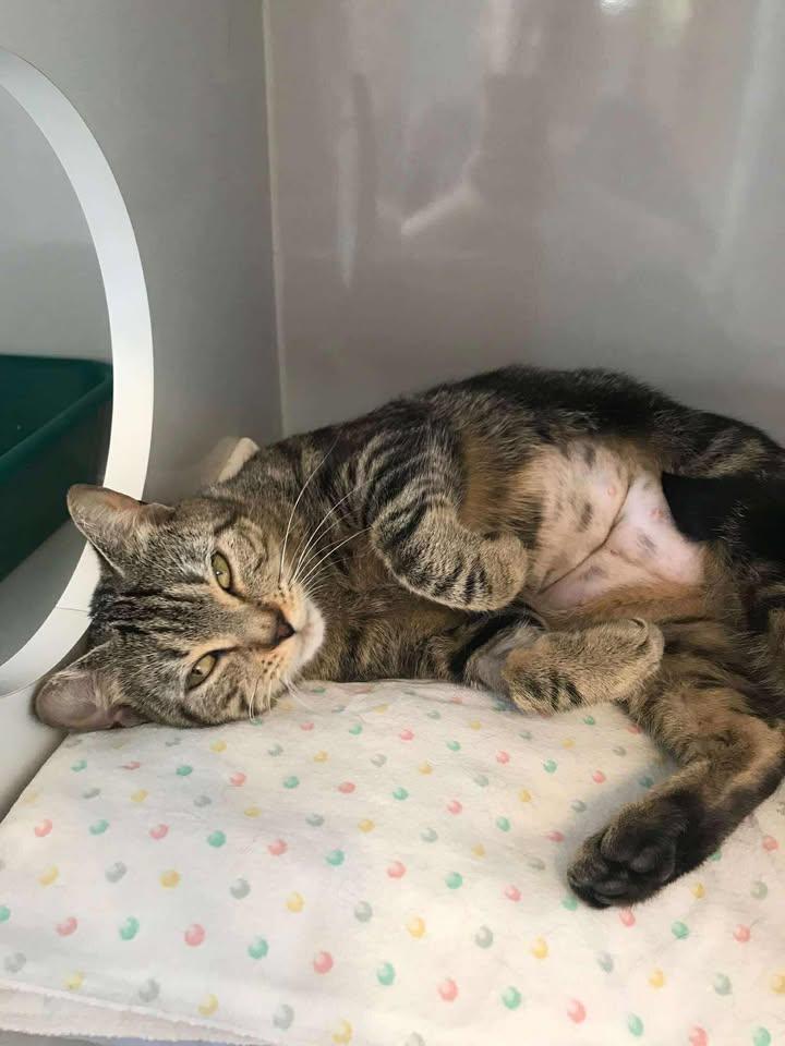 Popcorn, an adoptable Domestic Short Hair in Arthurette, NB, E7H 4C2 | Photo Image 1