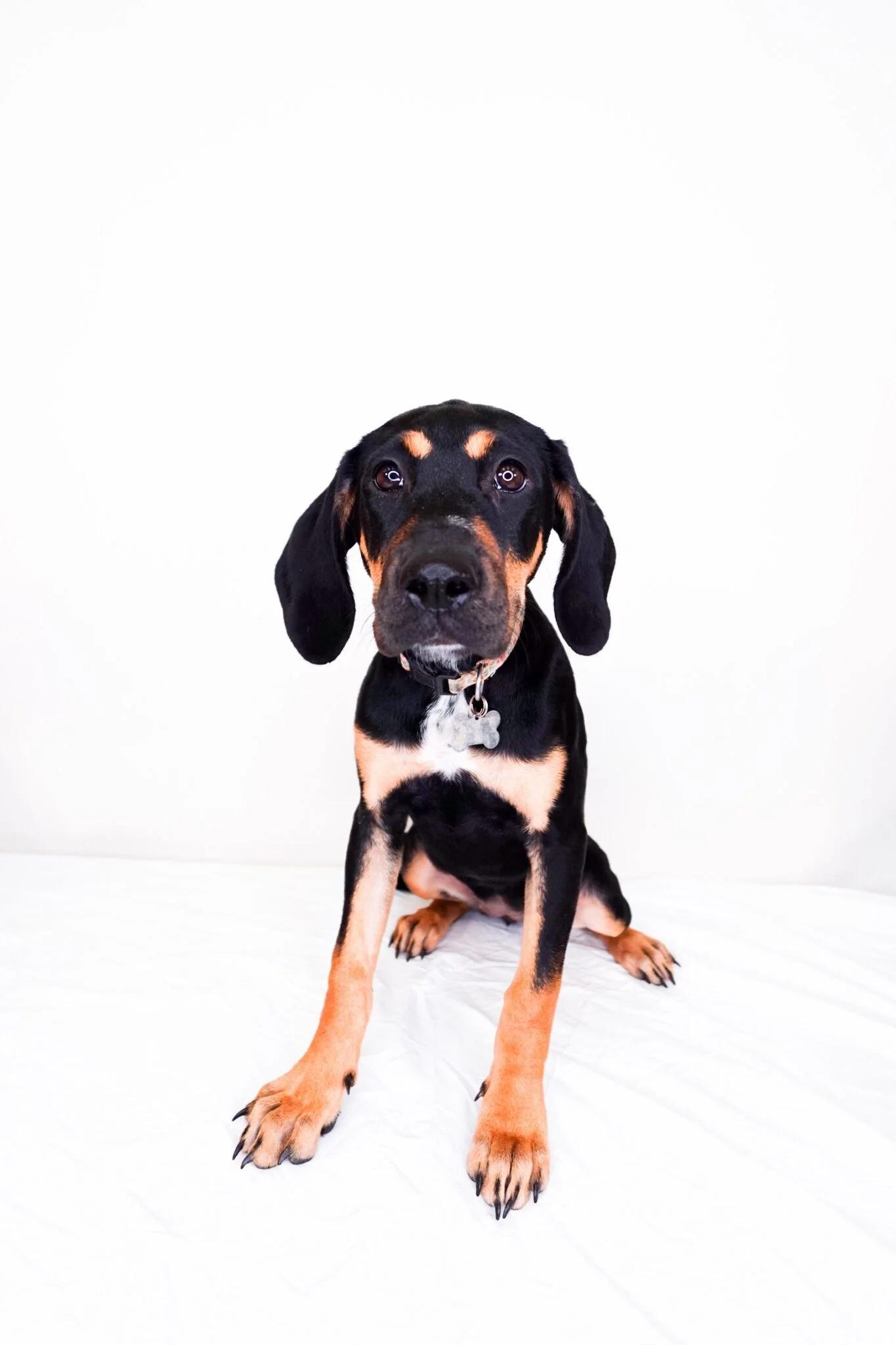 Carmen, Adoptable, Young Female Catahoula Leopard Dog & Hound.