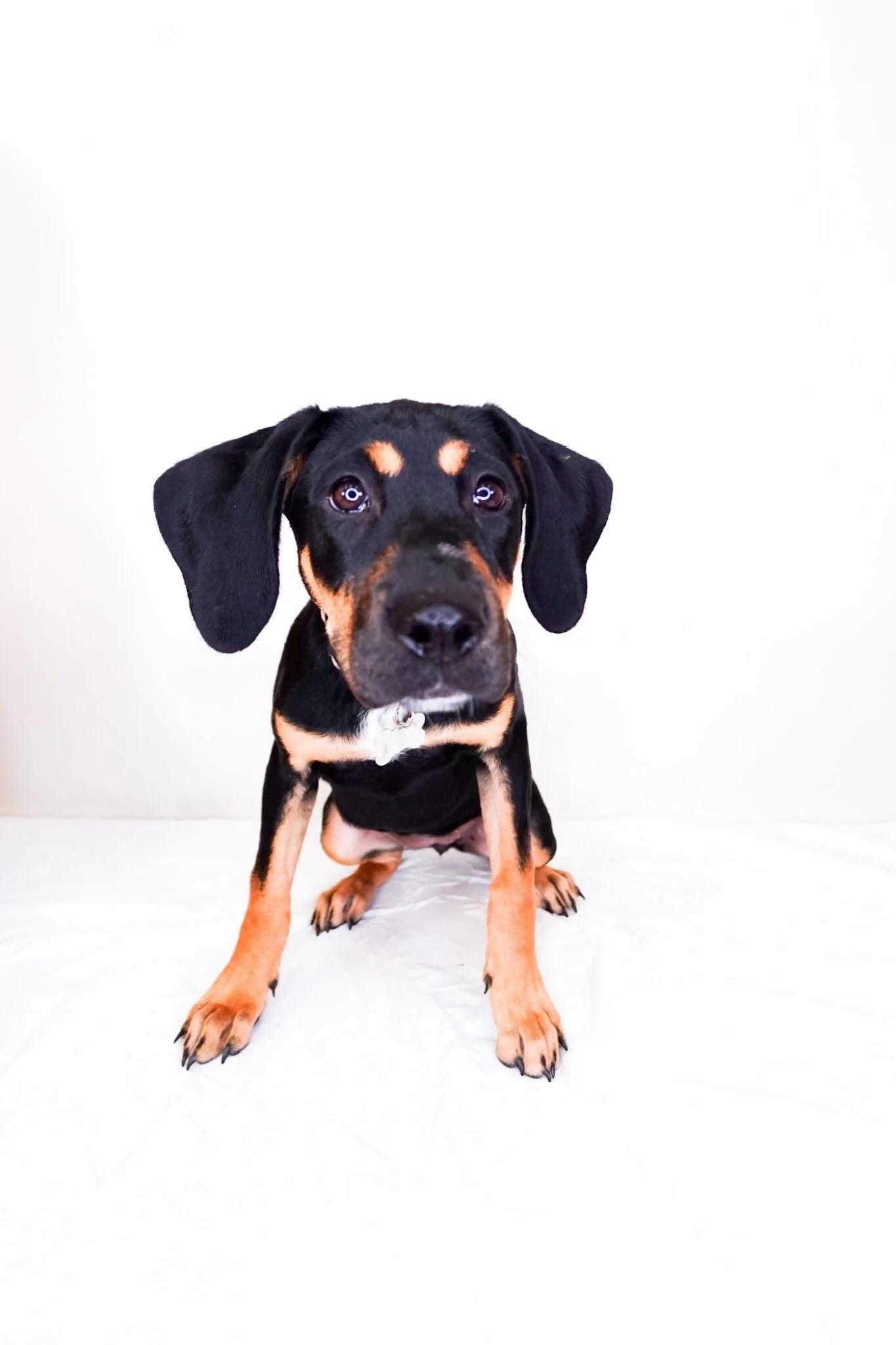 Enlarge Carmen, a Adoptable mixed breed in Bixby, OK image 4/4