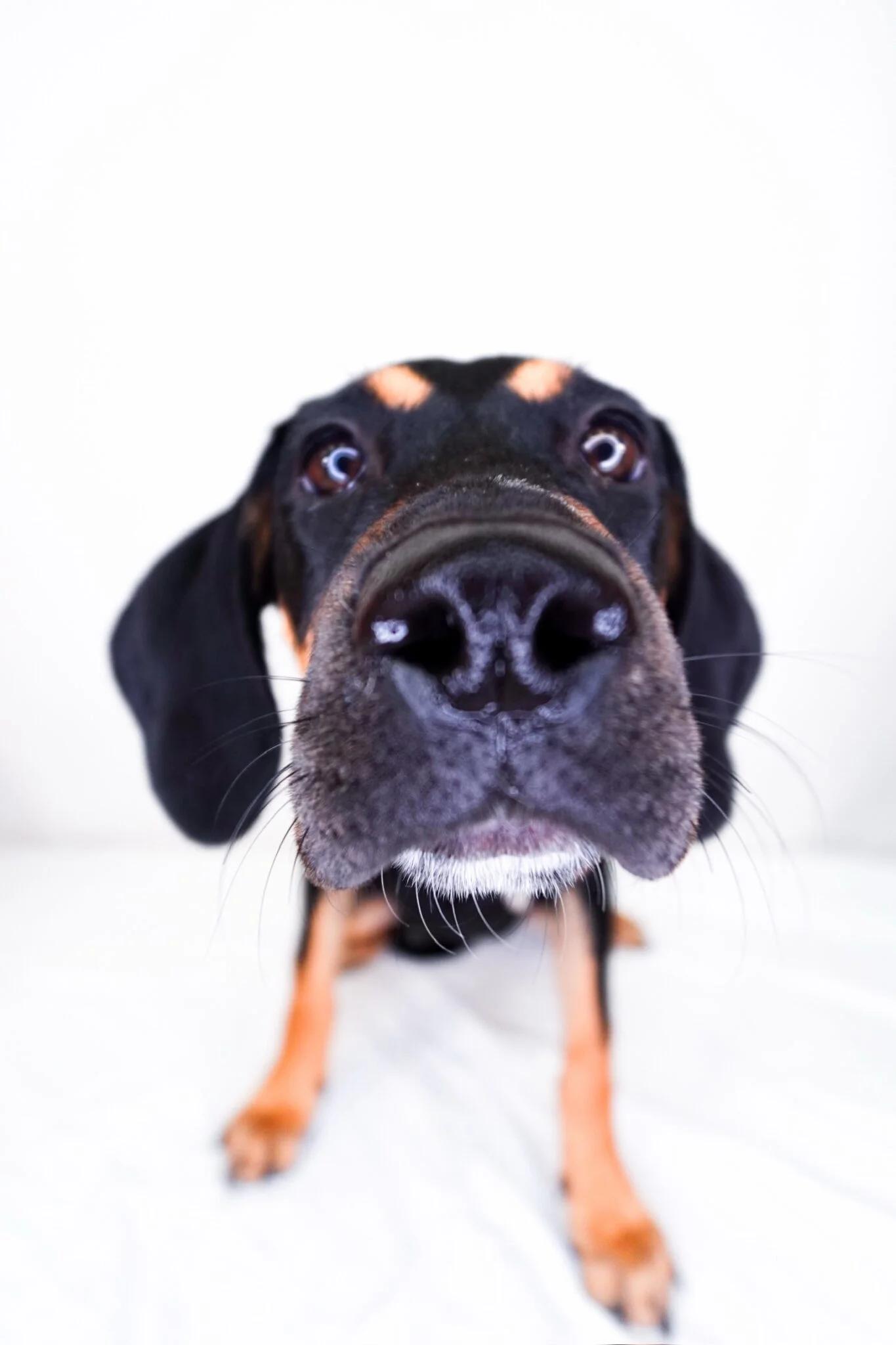 Enlarge Carmen, a Adoptable mixed breed in Bixby, OK image 3/4