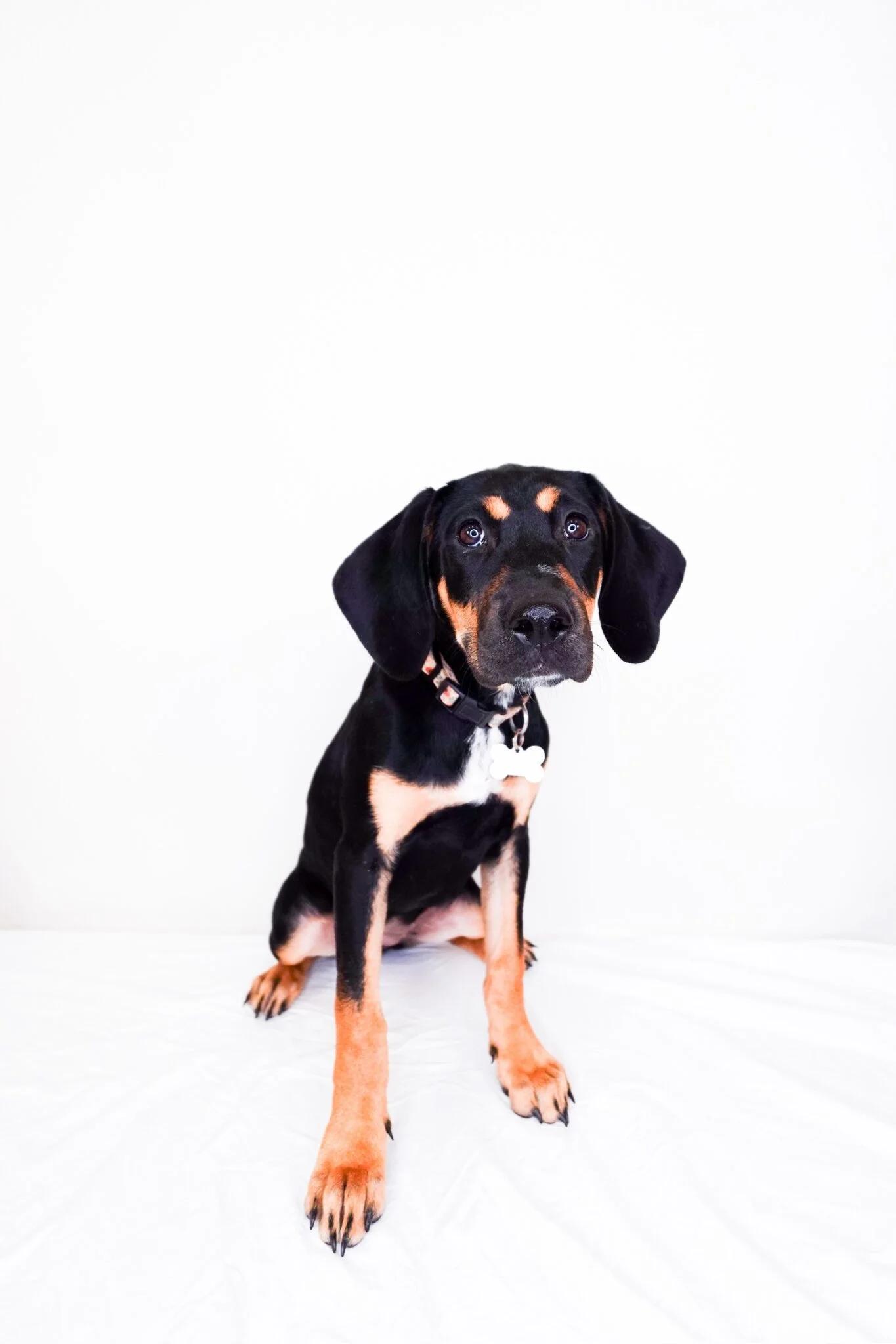Enlarge Carmen, a Adoptable mixed breed in Bixby, OK image 2/4