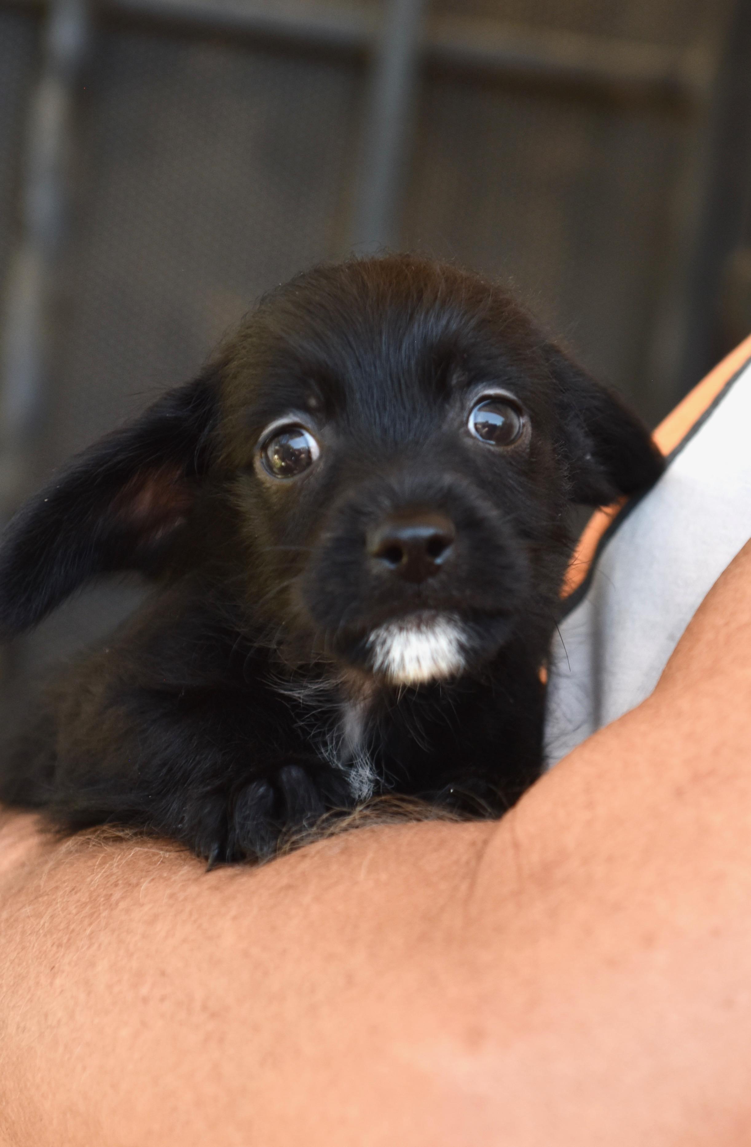 Enlarge Monday, an adopted mixed breed in Los Angeles, CA image 4/5