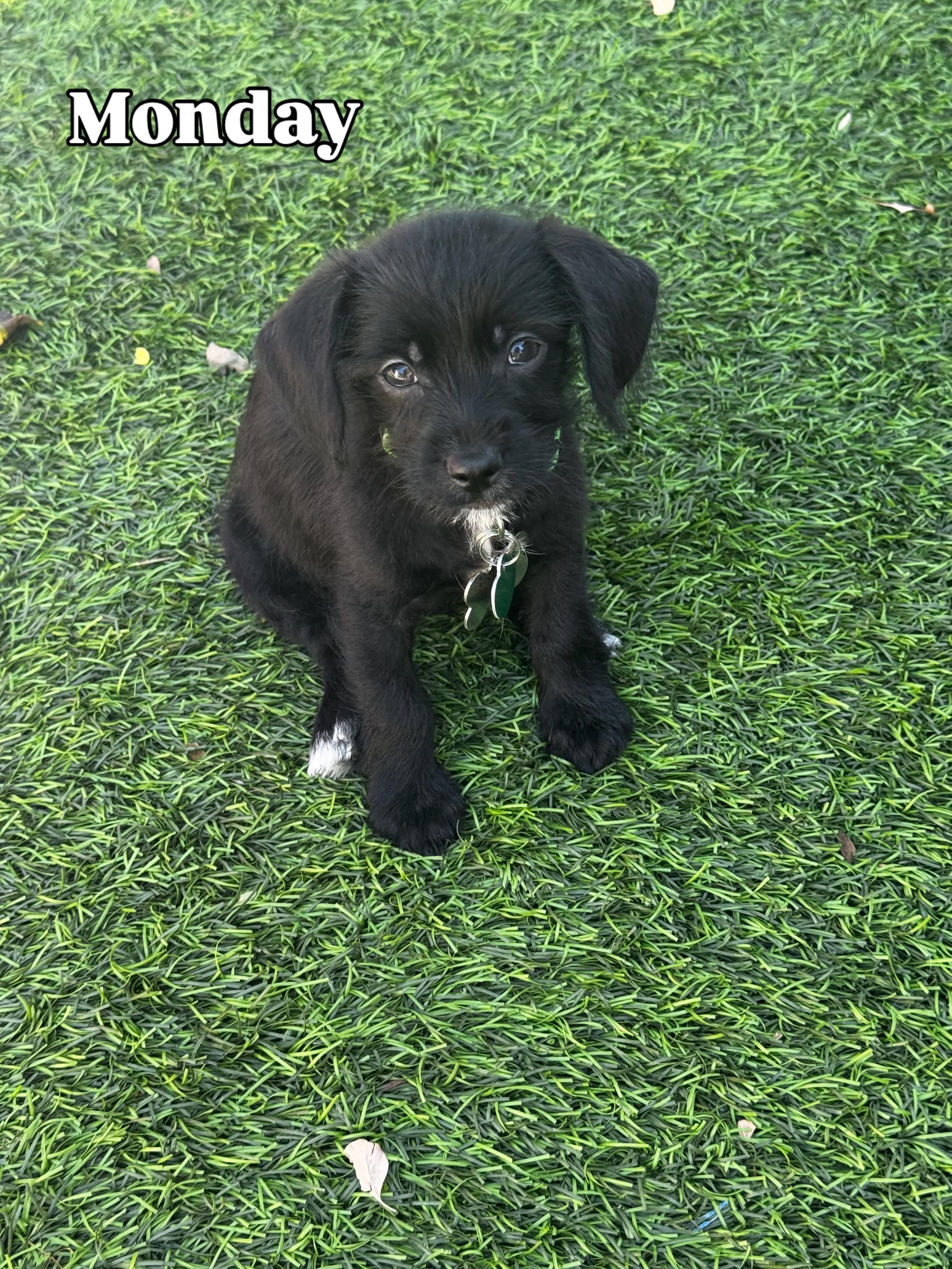 Enlarge Monday, an adopted mixed breed in Los Angeles, CA image 1/5