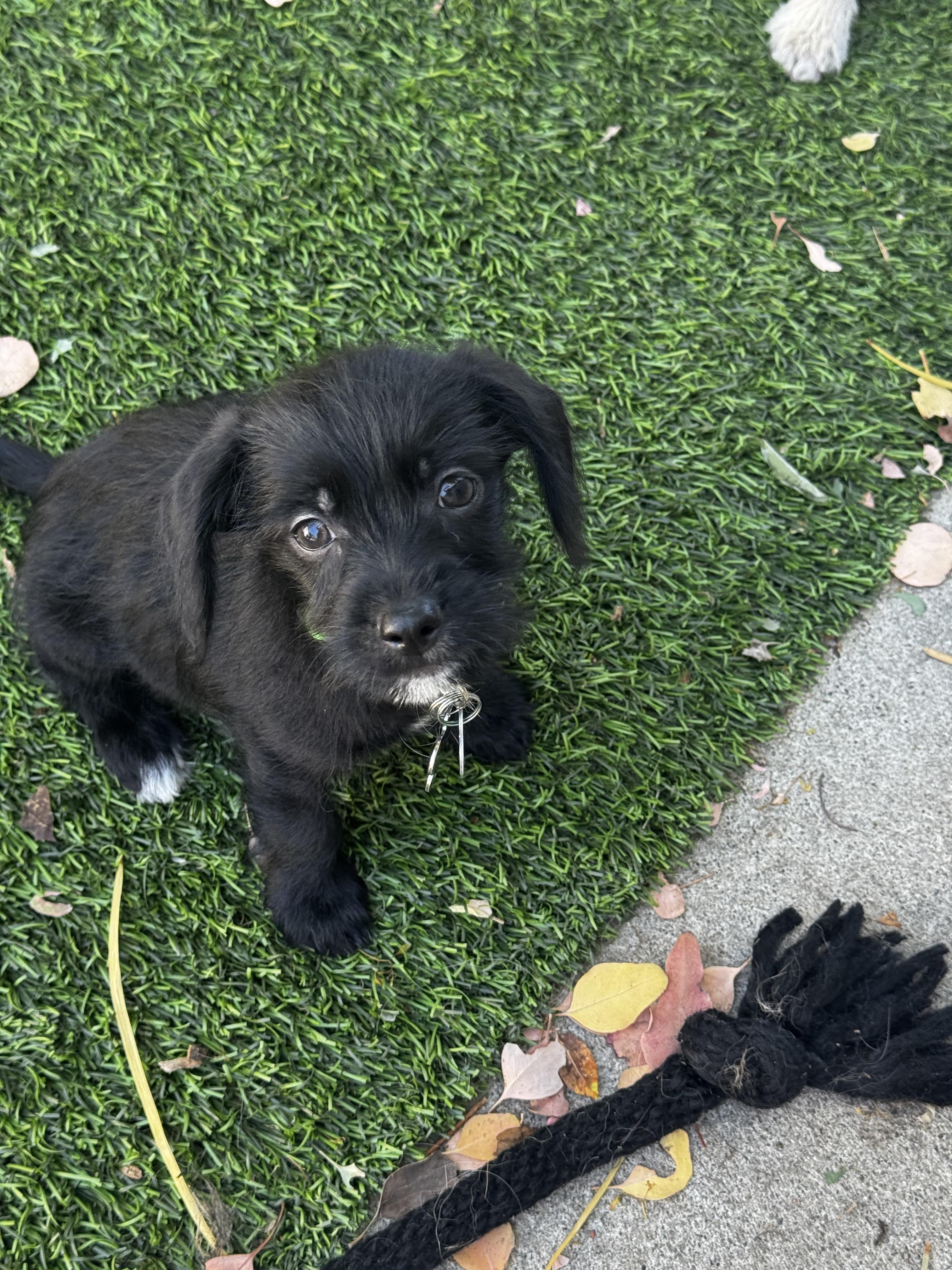 Enlarge Monday, an adopted mixed breed in Los Angeles, CA image 5/5