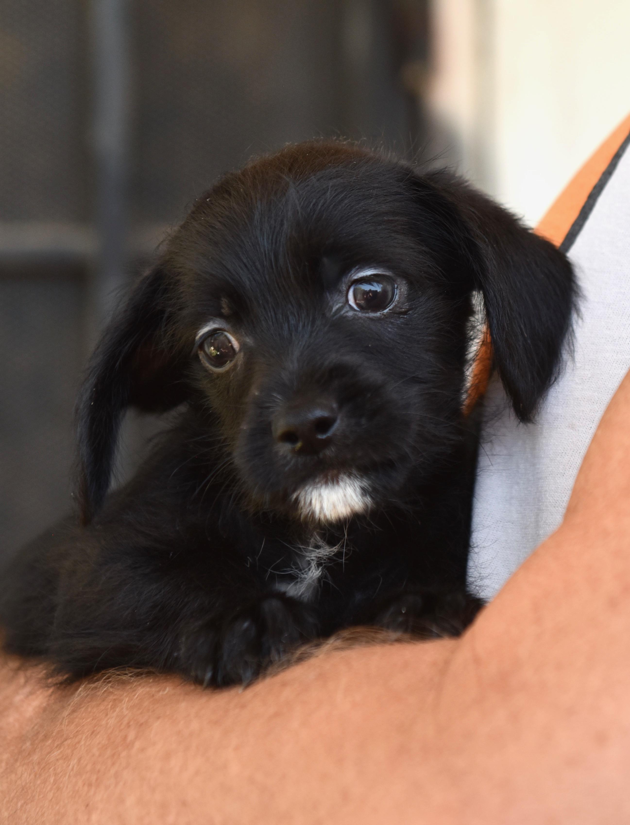 Enlarge Monday, an adopted mixed breed in Los Angeles, CA image 3/5