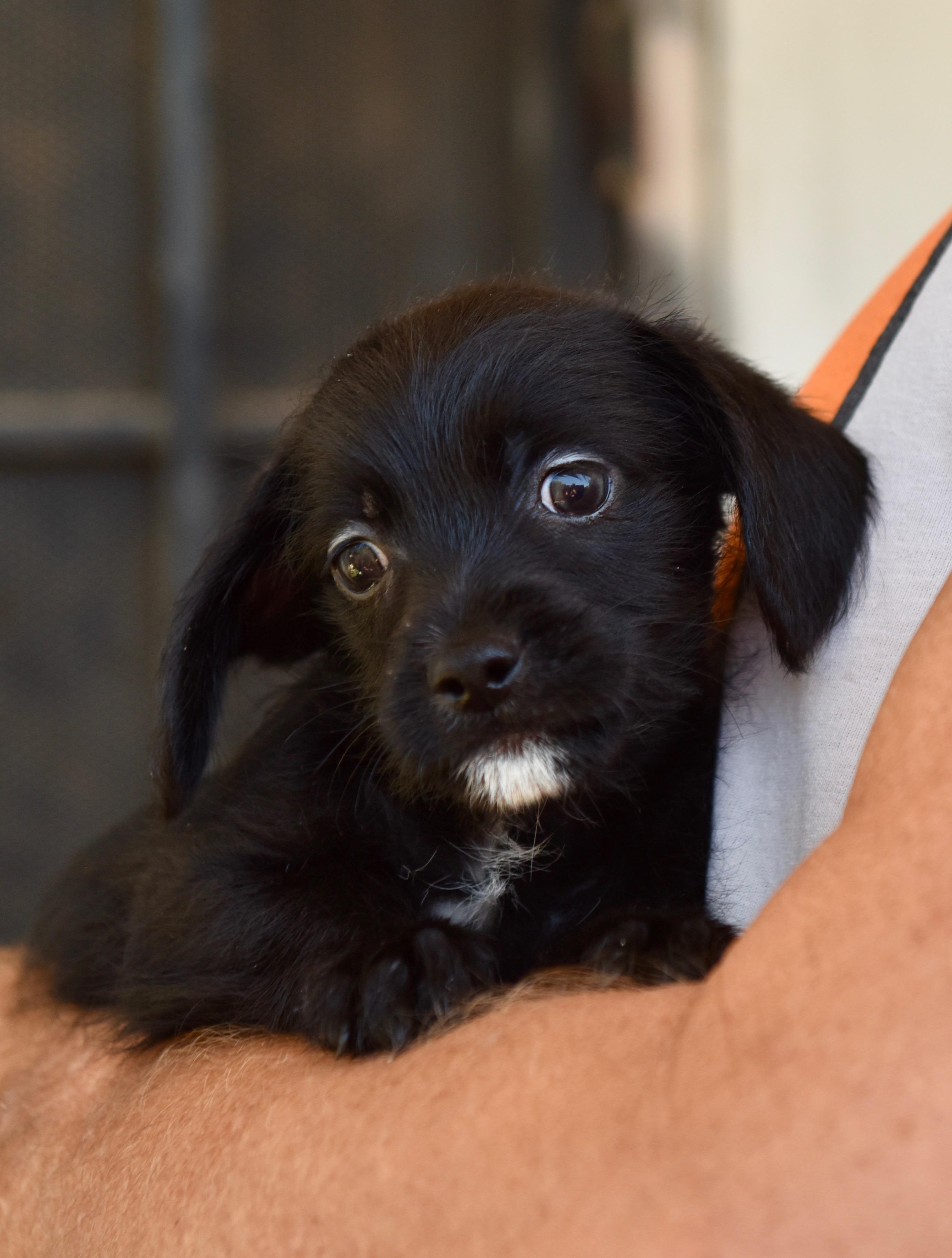 Enlarge Monday, an adopted mixed breed in Los Angeles, CA image 2/5