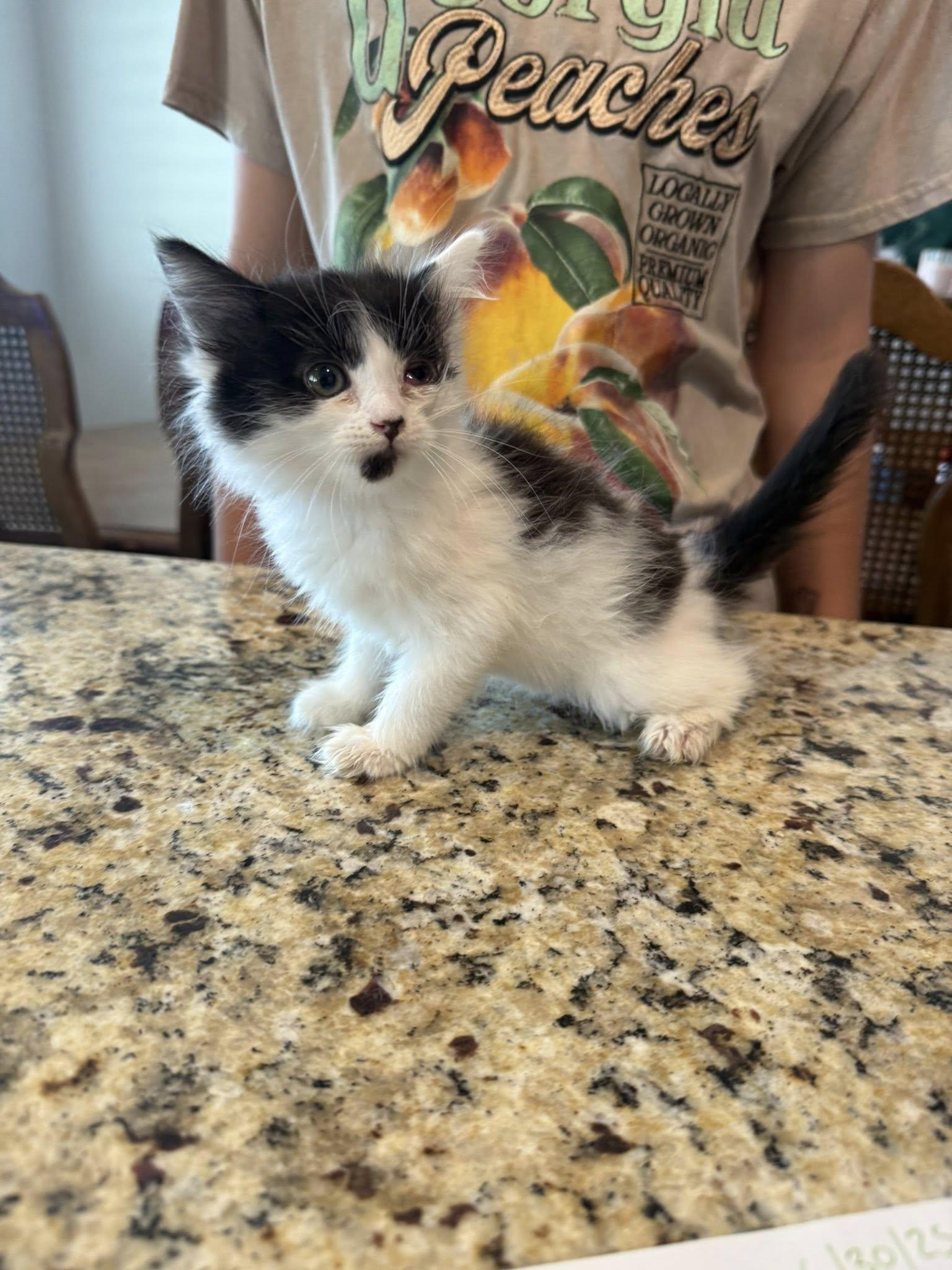 Enlarge Ichiyo, a Adoptable Domestic Long Hair in Visalia, CA image 1/1