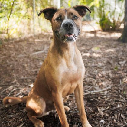 Enlarge Kenobi, a Adoptable mixed breed in Largo, FL image 1/3