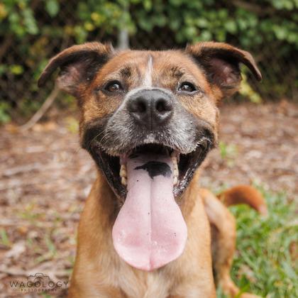 Enlarge Kenobi, a Adoptable mixed breed in Largo, FL image 2/3