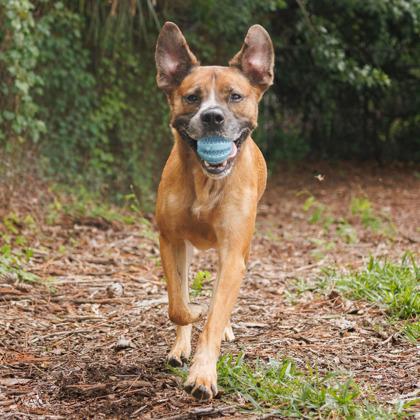 Enlarge Kenobi, a Adoptable mixed breed in Largo, FL image 3/3