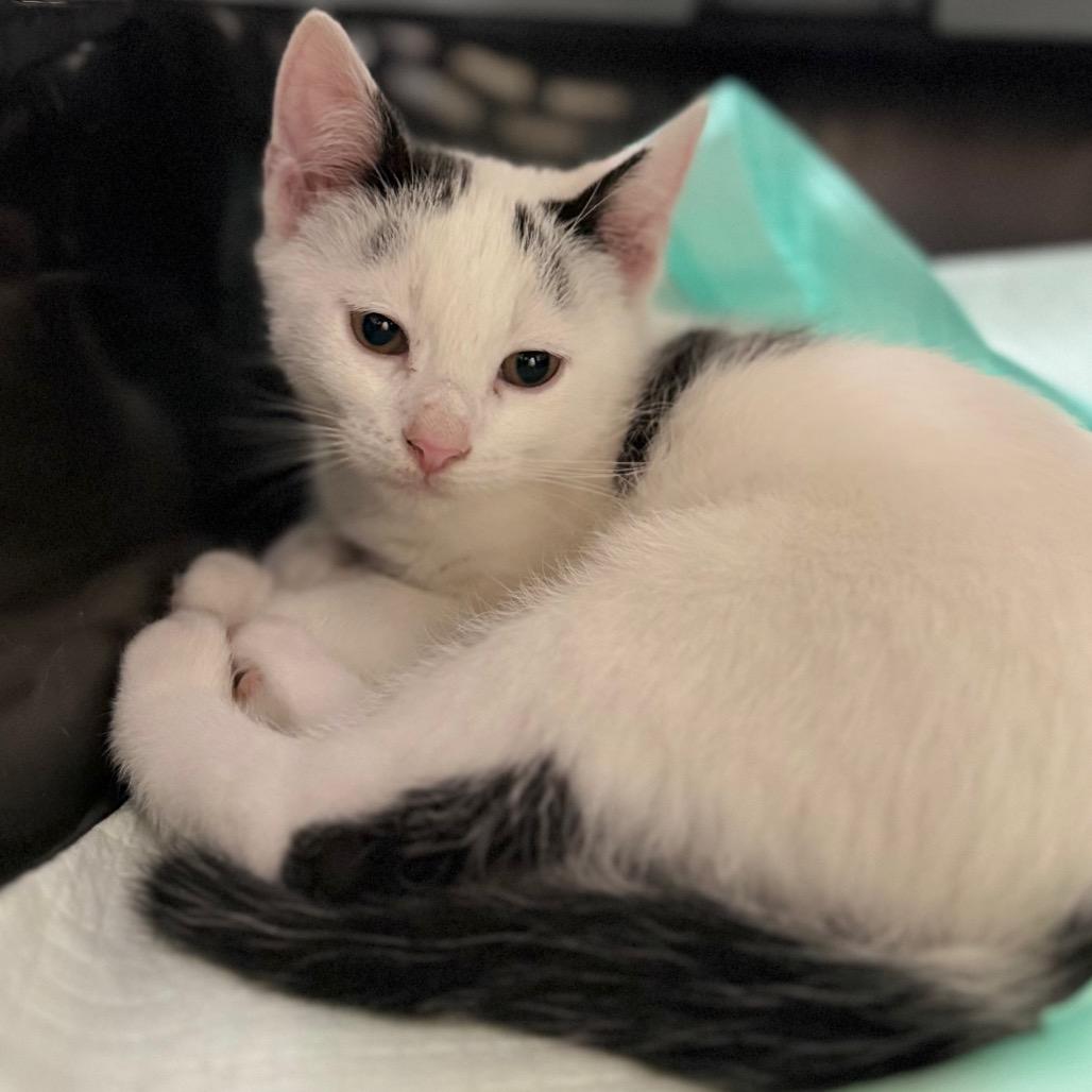 Alf, Adoptable, Kitten Male Domestic Short Hair & Domestic Short Hair.