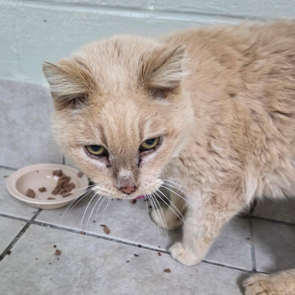 Enlarge Rose, a Adoptable Domestic Short Hair in Eureka Springs, AR image 2/2