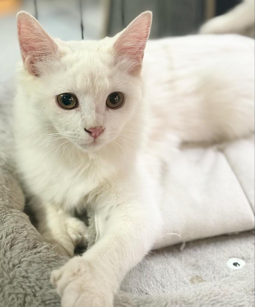 Enlarge Snowshoe, a Adoptable Domestic Short Hair in Wasilla, AK image 1/2