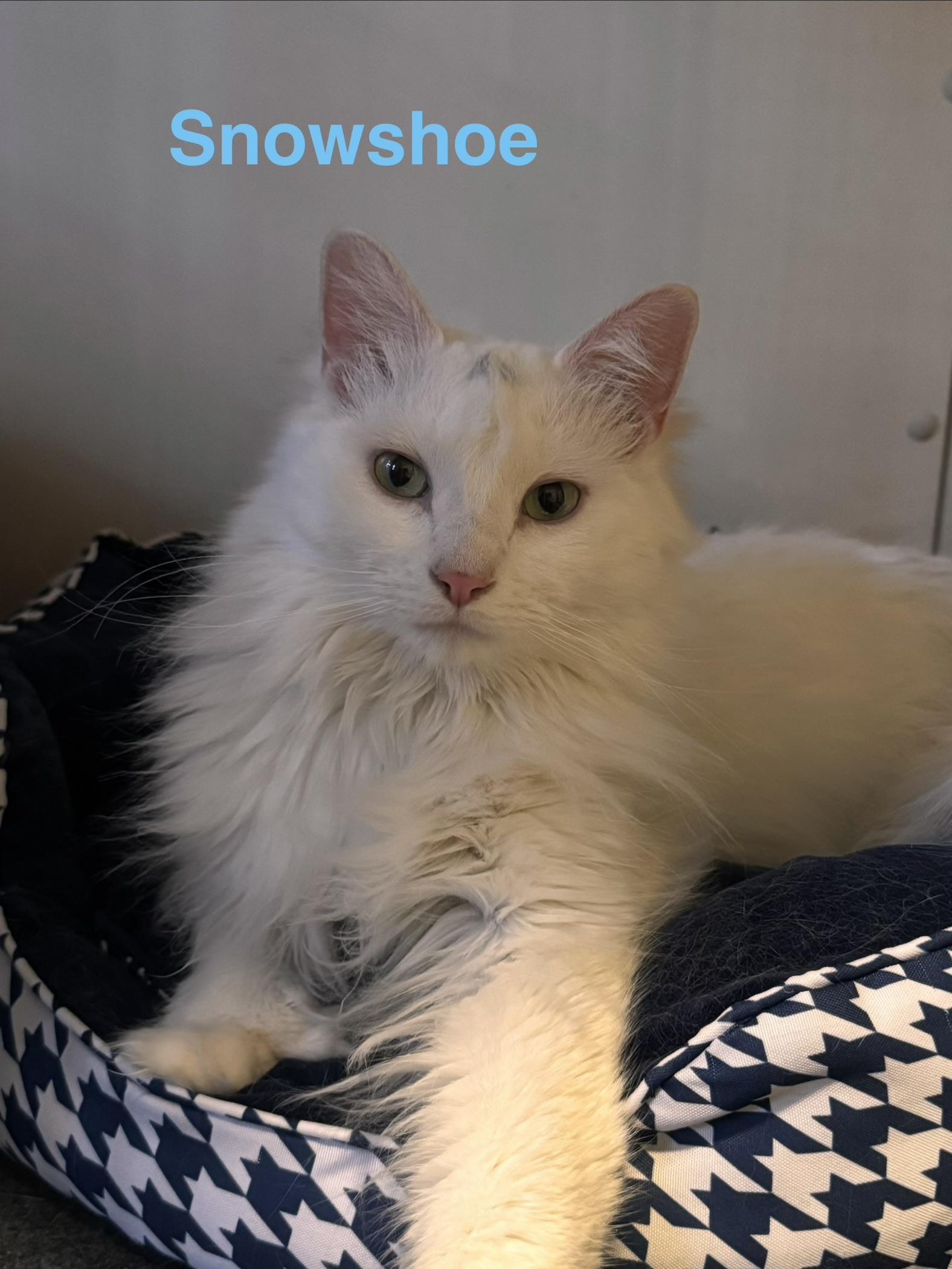Enlarge Snowshoe, a Adoptable Domestic Short Hair in Wasilla, AK image 2/2