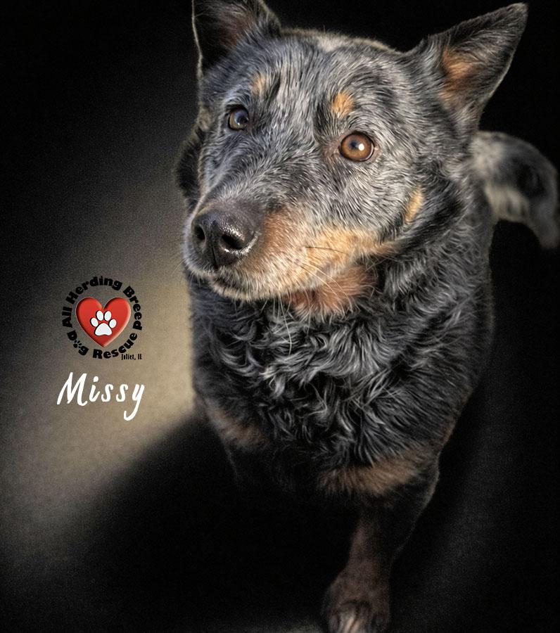 Enlarge Missy, an adopted Cattle Dog in Joliet, IL image 2/4