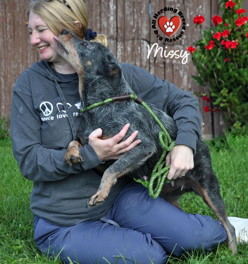 Missy, ADOPTABLE, Young Female Cattle Dog.