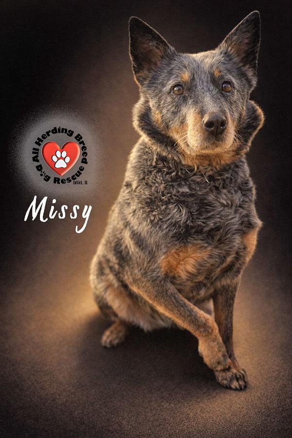 Missy, ADOPTABLE, Young Female Cattle Dog.