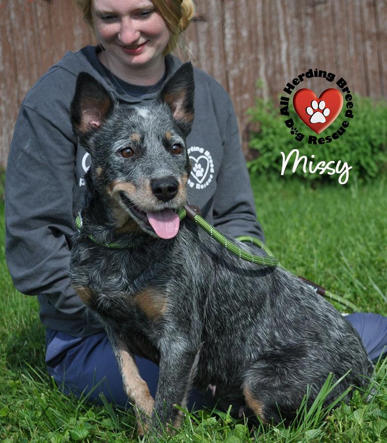 Enlarge Missy, a ADOPTABLE Cattle Dog in Joliet, IL image 2/4