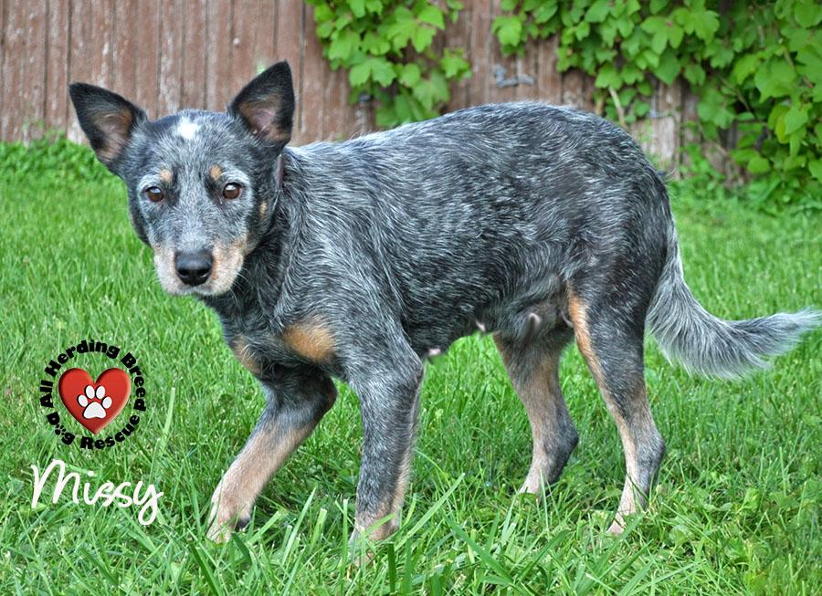 Enlarge Missy, a ADOPTABLE Cattle Dog in Joliet, IL image 3/4
