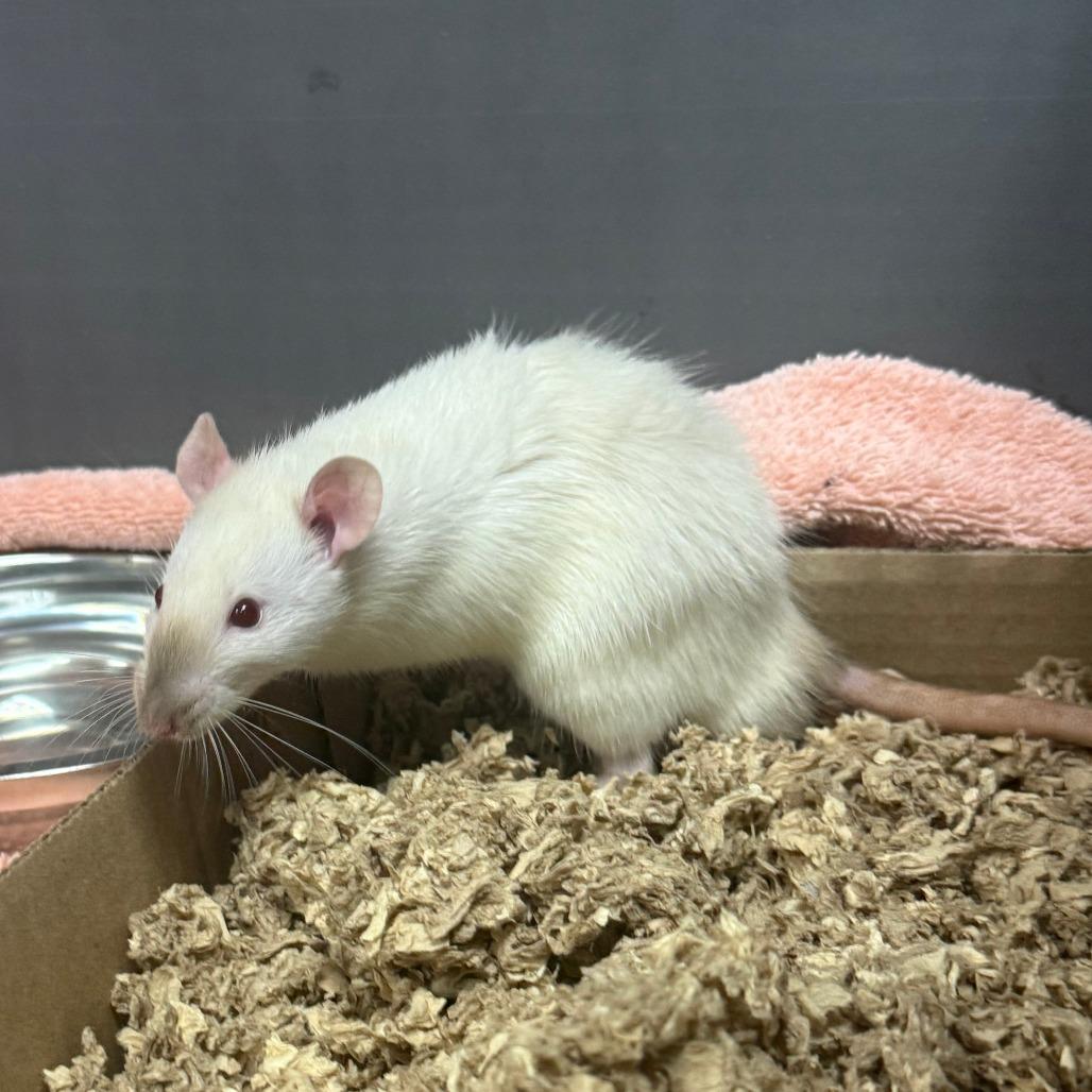 Oak, Adoptable, Baby Male Rat.