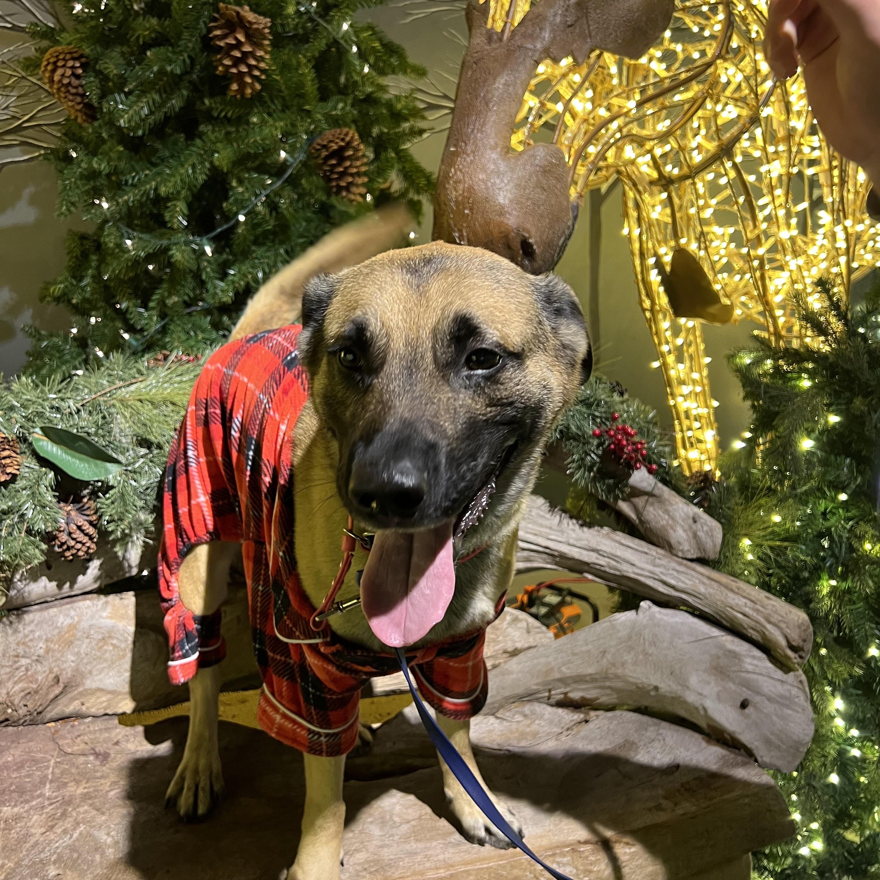 TRAVELER, a Adoptable mixed breed in Stamford, CT image 2/6