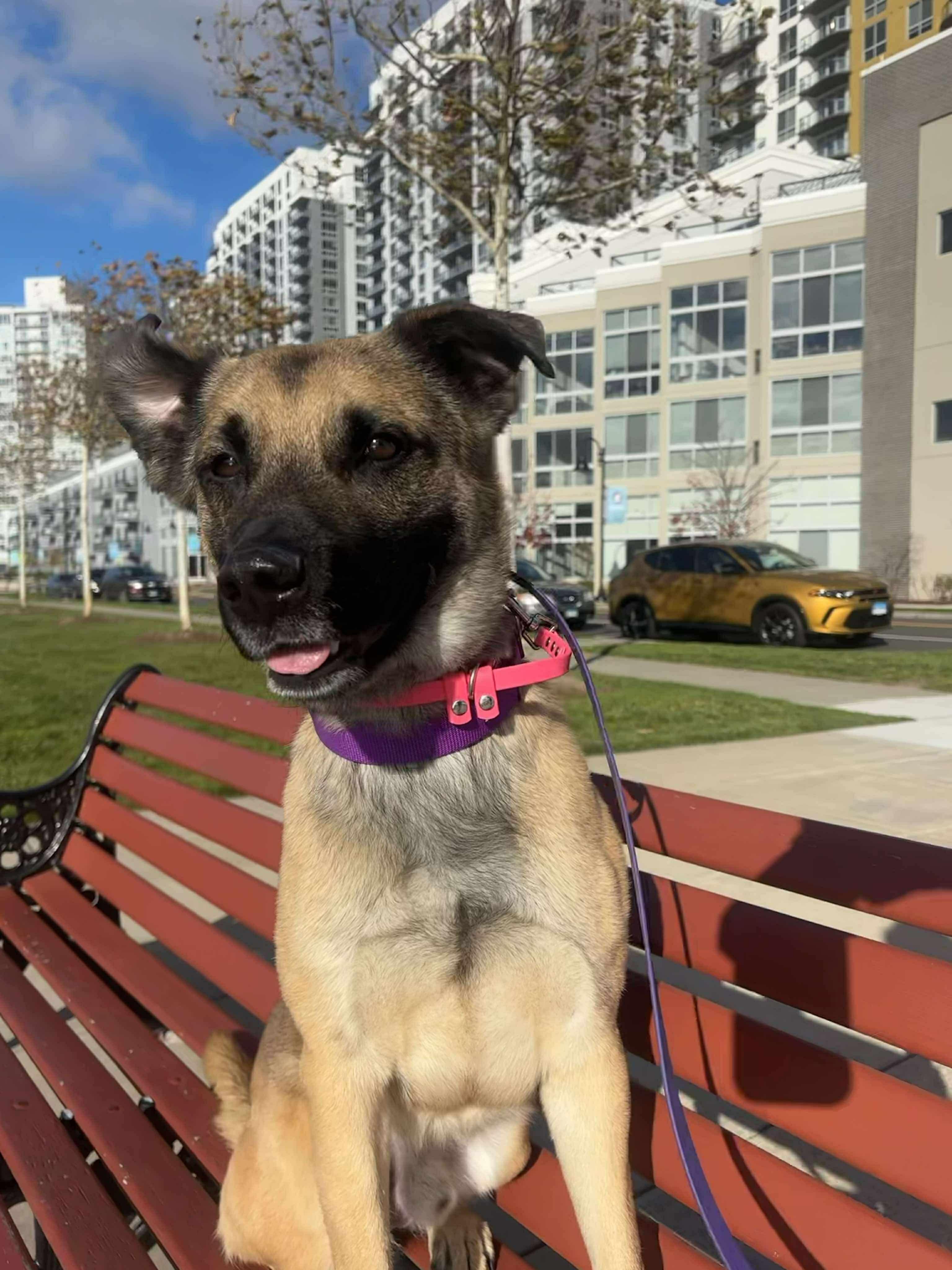 TRAVELER, a Adoptable mixed breed in Stamford, CT image 1/6