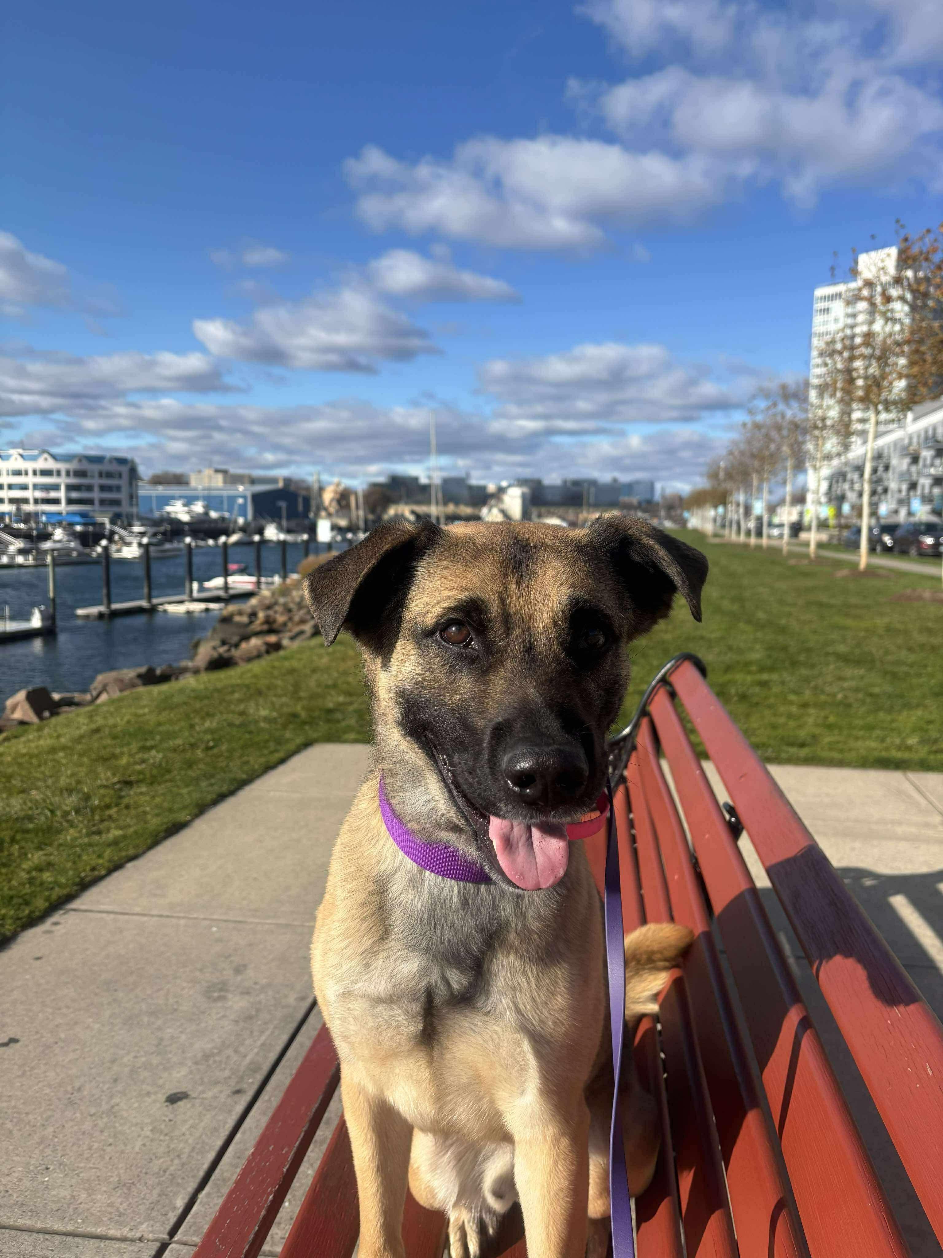 TRAVELER, a Adoptable mixed breed in Stamford, CT image 3/6