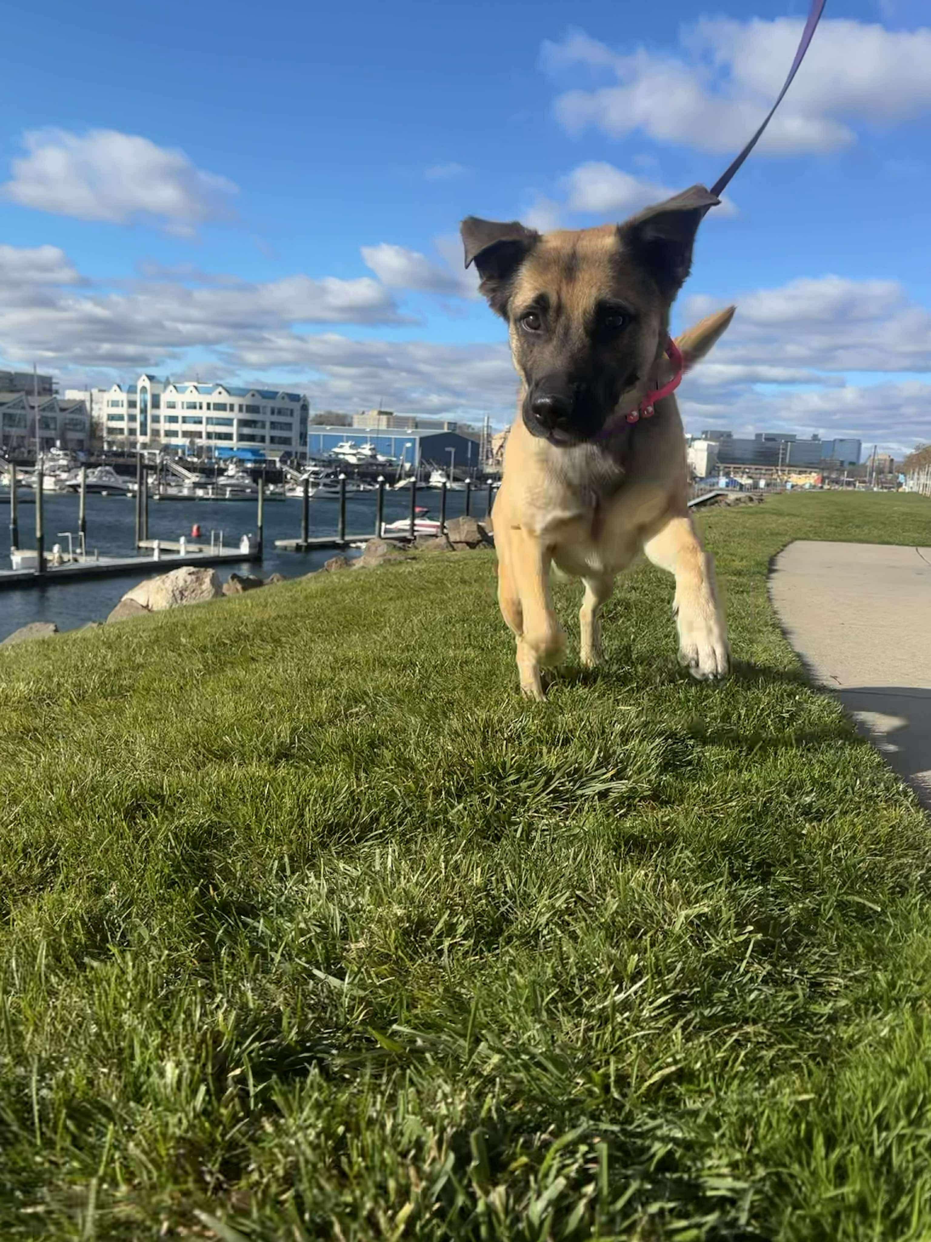 TRAVELER, a Adoptable mixed breed in Stamford, CT image 5/6