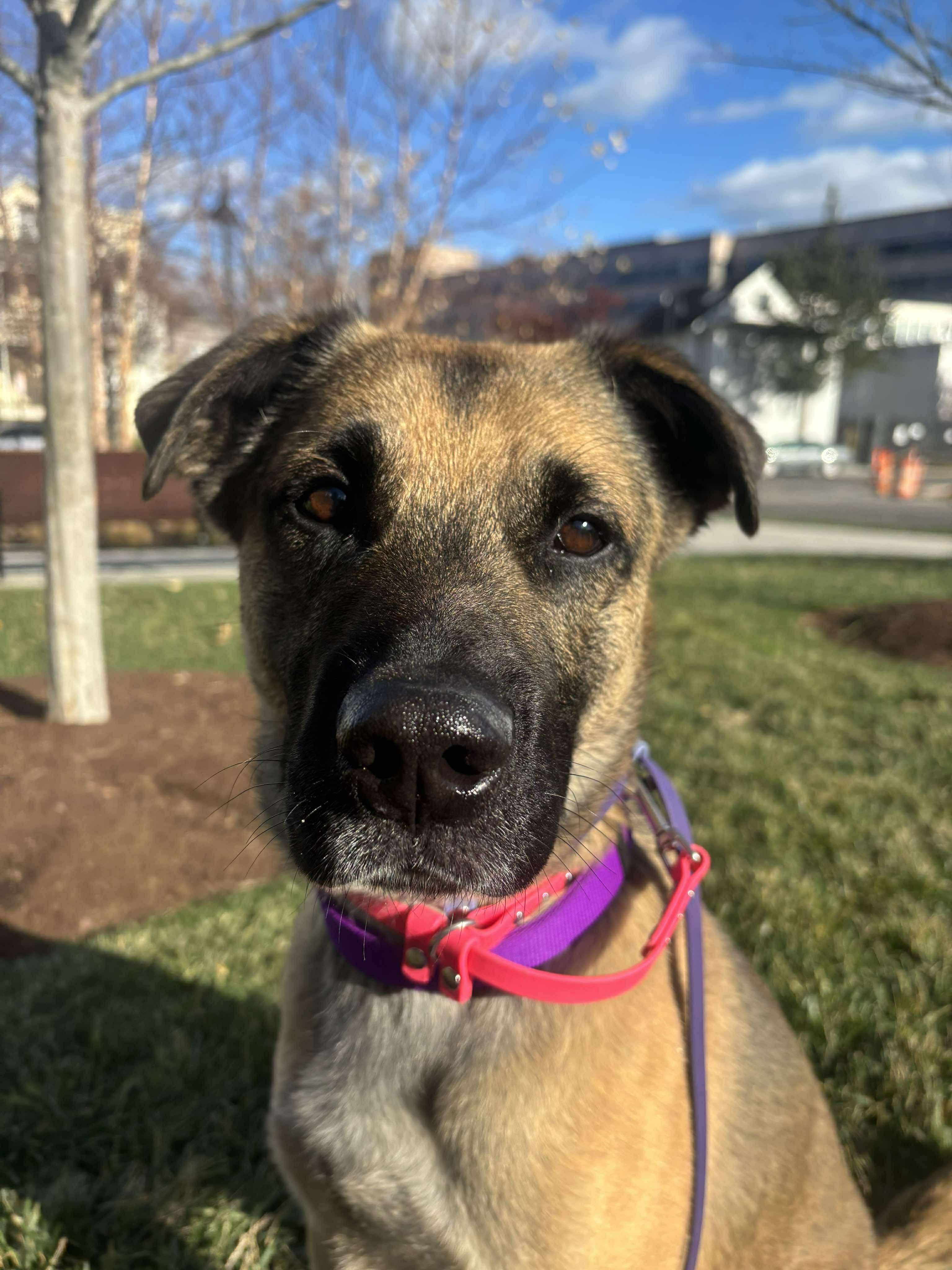 TRAVELER, a Adoptable mixed breed in Stamford, CT image 6/6
