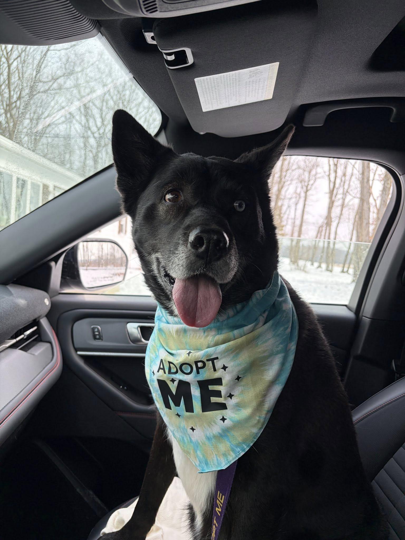 Enlarge Atlas, a ADOPTABLE mixed breed in Elmira, NY image 2/3