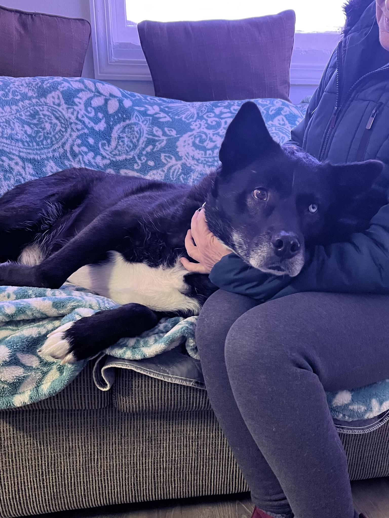 Atlas, ADOPTABLE, Adult Male Husky.