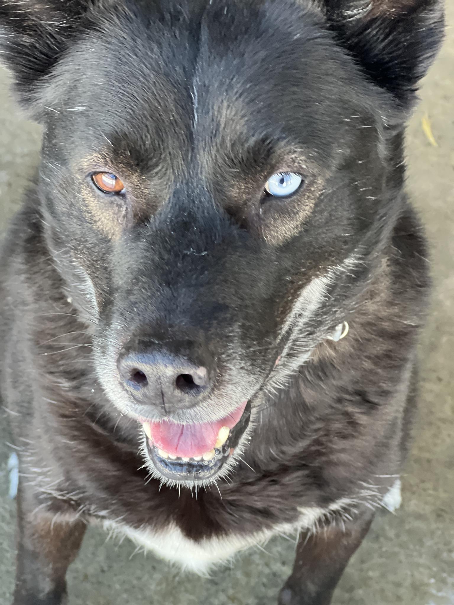 Enlarge Atlas, a ADOPTABLE mixed breed in Elmira, NY image 3/3