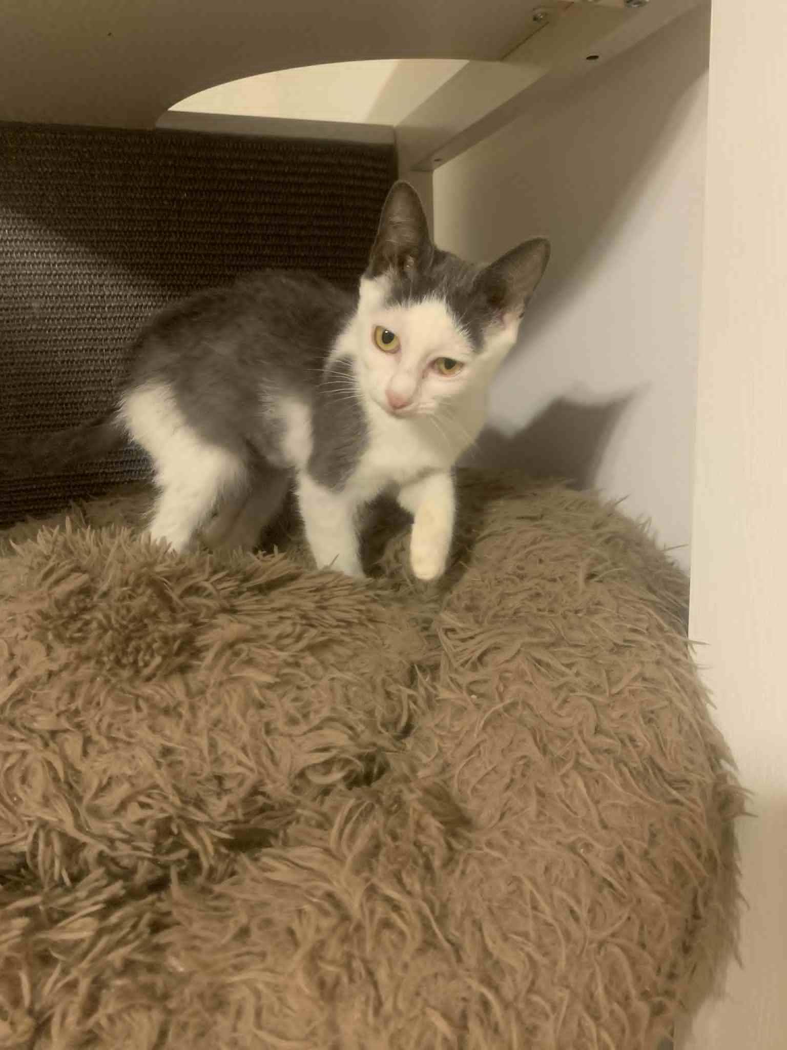 Enlarge Waz, a Adoptable Domestic Short Hair in Fredericksburg, VA image 3/6