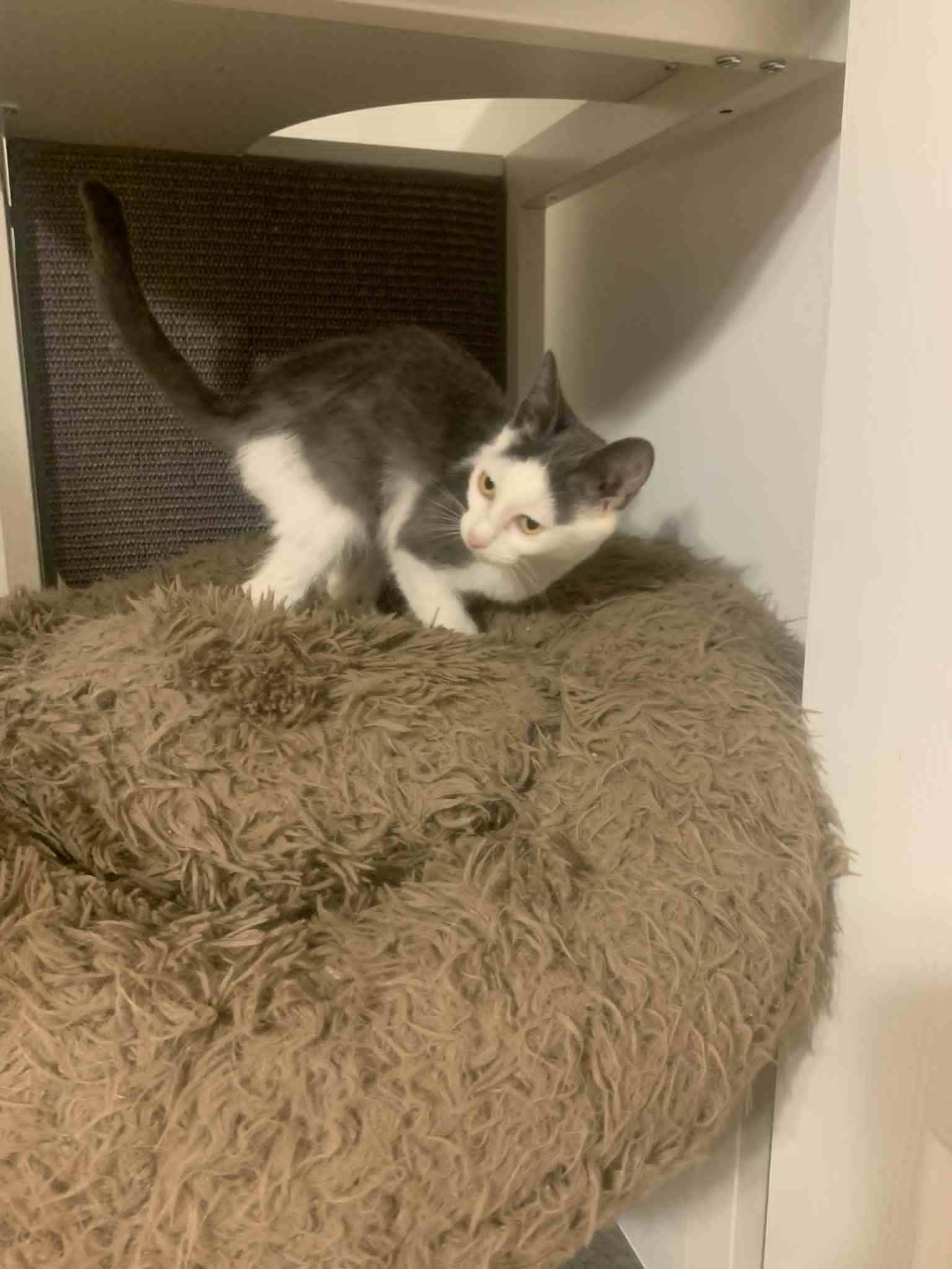 Enlarge Waz, a Adoptable Domestic Short Hair in Fredericksburg, VA image 4/6