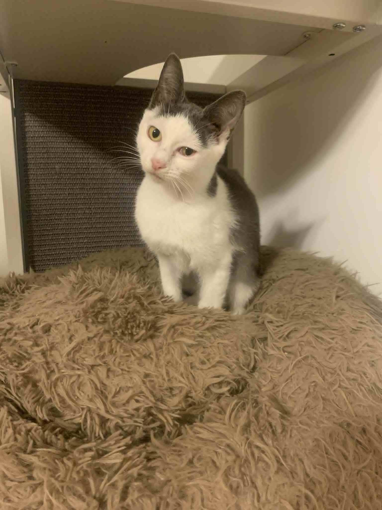 Enlarge Waz, a Adoptable Domestic Short Hair in Fredericksburg, VA image 5/6