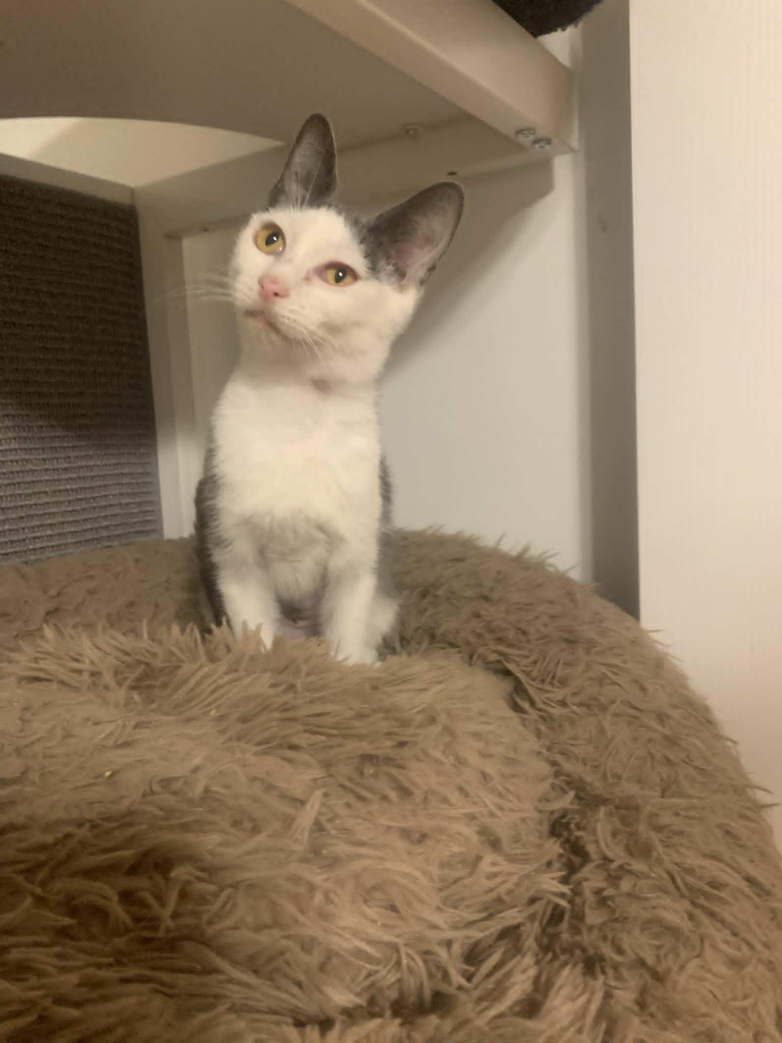 Enlarge Waz, a Adoptable Domestic Short Hair in Fredericksburg, VA image 6/6