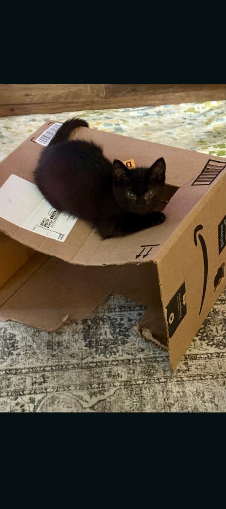 Pete, Adoptable, Kitten Male American Shorthair.