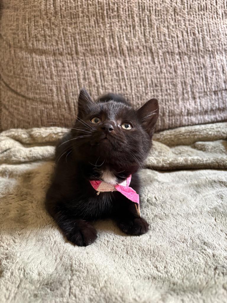Enlarge Pete, a Adoptable American Shorthair in Hagaman, NY image 2/2