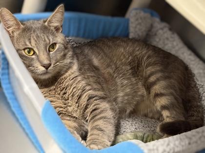 Benny, Adoptable, Adult Male Domestic Short Hair & Domestic Short Hair.