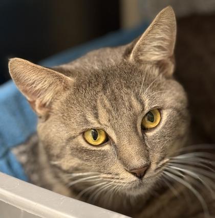 Enlarge Benny, a Adoptable mixed breed in Venice, FL image 2/2