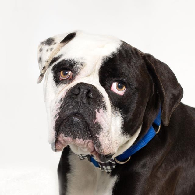 Enlarge TORO, a Adoptable American Bulldog in Santa Maria, CA image 1/1